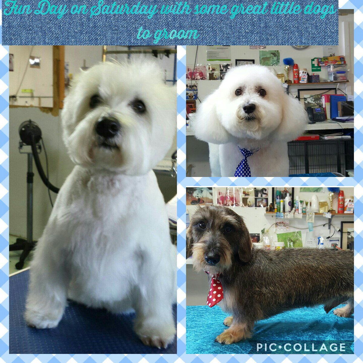 wadoggroomingacademy (@wadoggrooming1) on Twitter photo 