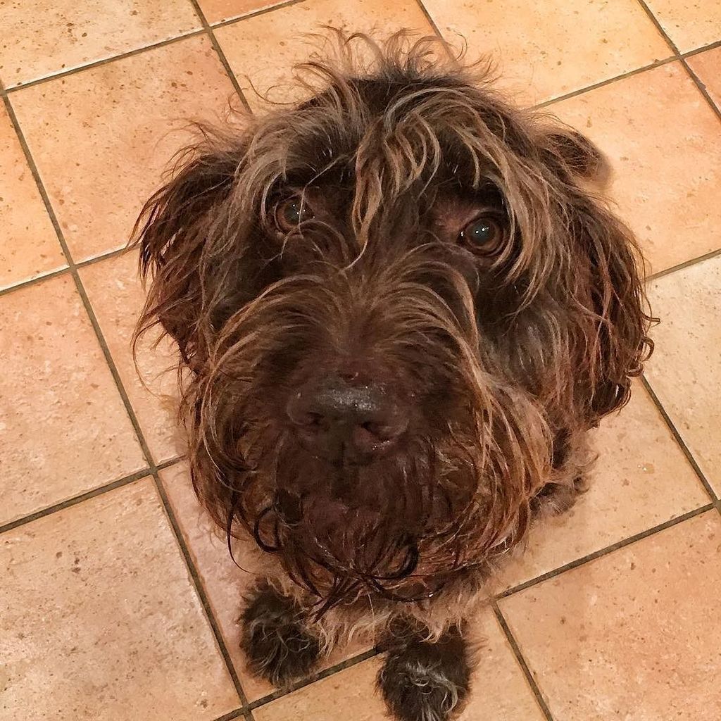 MadreV17's tweet photo. Just look at those beautiful brown, puppy dog eyes 🐶 👀 ❤️ #doodlebug #labradoodle #dog #dogsofinsta #dogsofinstgra… https://t.co/v4qmB2AB7X https://t.co/siGqcEelgs