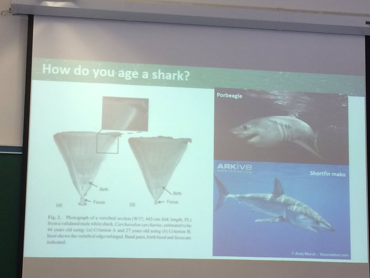 amandahough6's tweet photo. Learning about #sharks aging #Girls STEM Summit #JRTECH #Mashpee Ss exploring Shark biology @mashpeetech https://t.co/jXS8UIWK2J