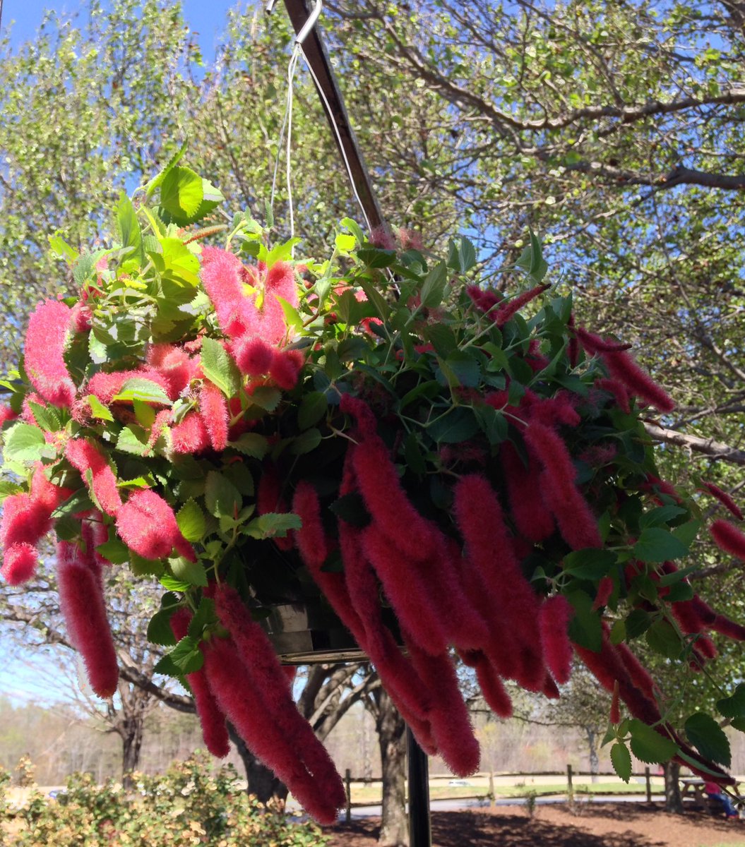 TheMid70s's tweet image. I let this Red Hot Cat's Tail plant slip away yesterday. Kicking myself... #nc #farmersmarket #chenilleplant