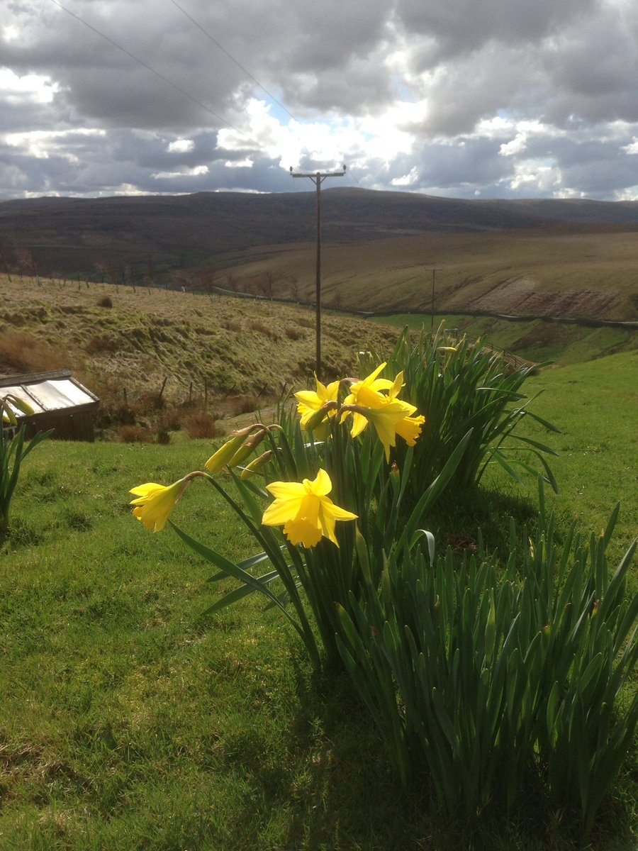 FrithLodgeKeld's tweet photo. #spring has finally sprung at Frith Lodge! #Pennineway #Coasttocoast #herriotWay #swaledale #bedandbreakfast https://t.co/Jq1iu8CIYQ