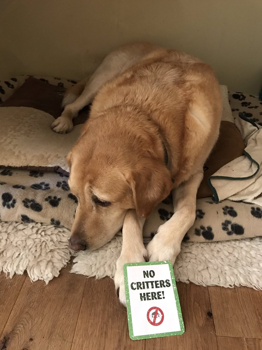 allythackray's tweet photo. @PetsatHome Boodles - snug as a bug on his rug but most definitely #critterfreeVIP https://t.co/8lnzQIXxDN