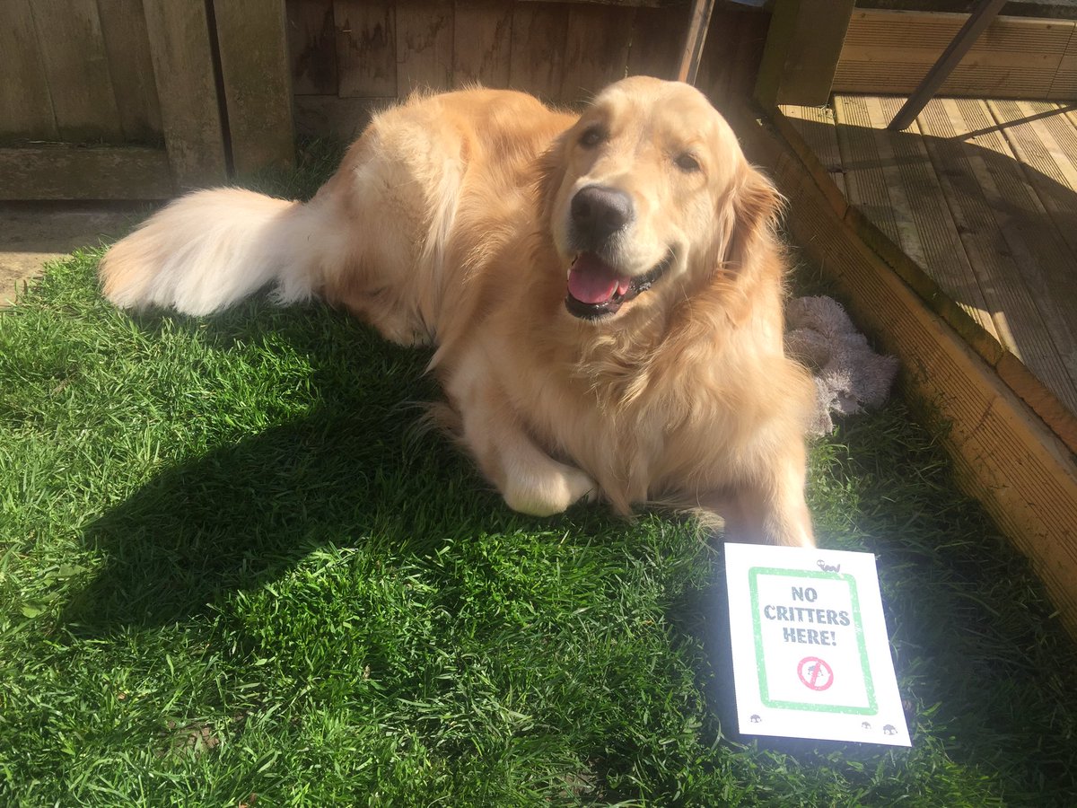 RnsDigger's tweet photo. Hey @PetsatHome I can confirm I'm #critterfreeVIP https://t.co/0E30ZJrgWp