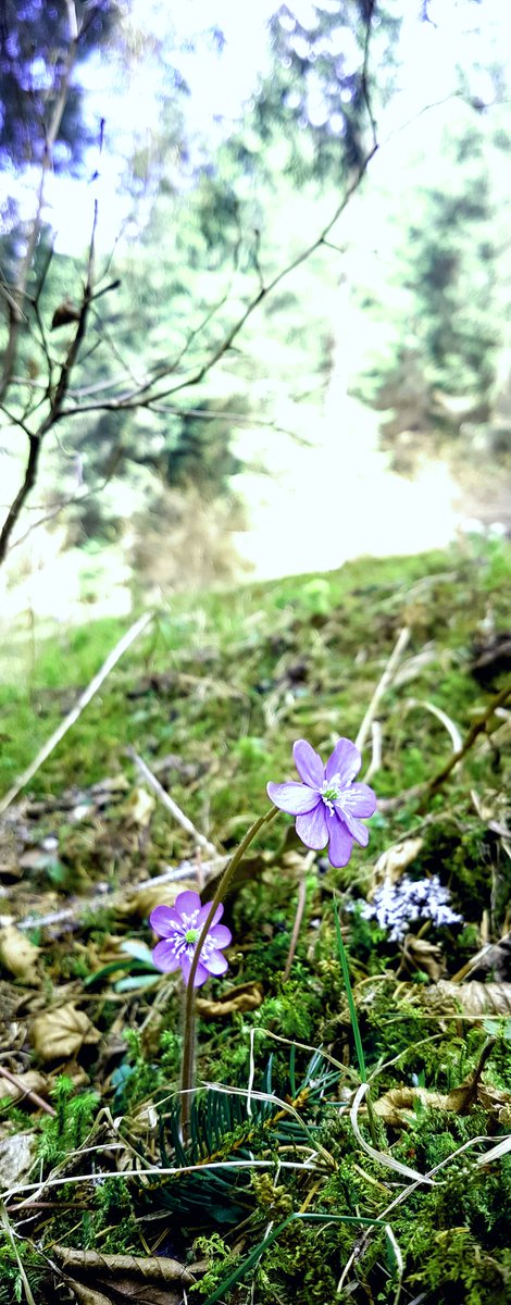 _Baio_'s tweet photo. A volte fermati....
osserva ciò che ti offre la natura....
#Epatica
#ValComelico https://t.co/x0lBqUTjxU