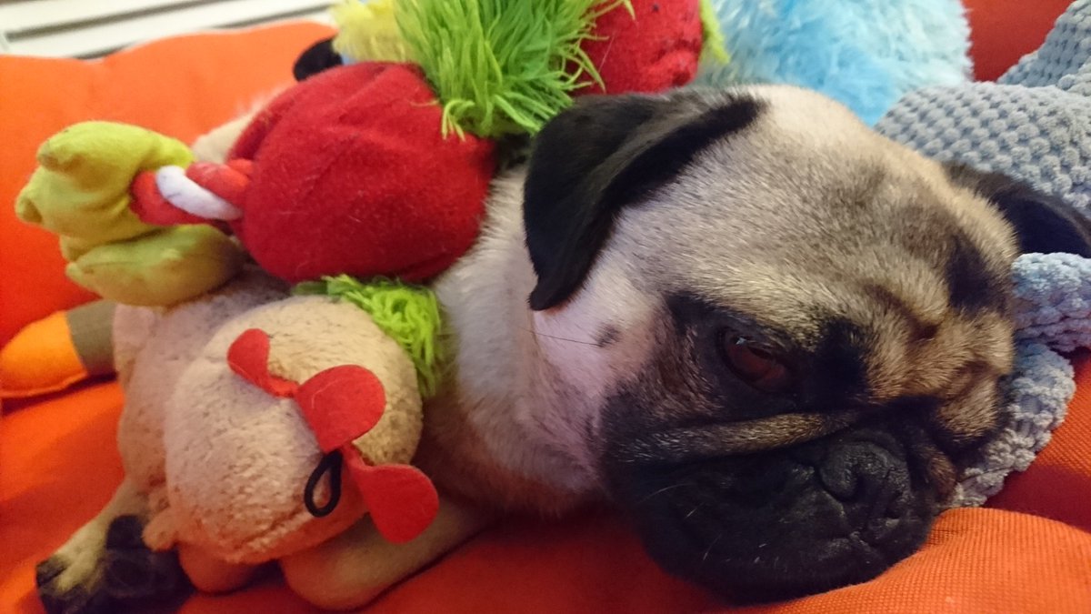 Bud is so tired I've managed to bury him under a load of toys... Game of Pugaroo anyone? #pughugs #Wigglepug