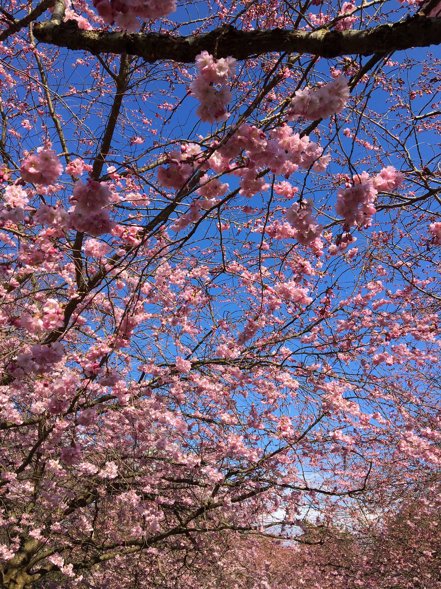 copenippon's tweet photo. MT @lykkefriis: Enjoying cherry blossom in #copenhagen #bispebjerg #spring https://t.co/u03K0vaIgo #copenippon /via @ronnierocket