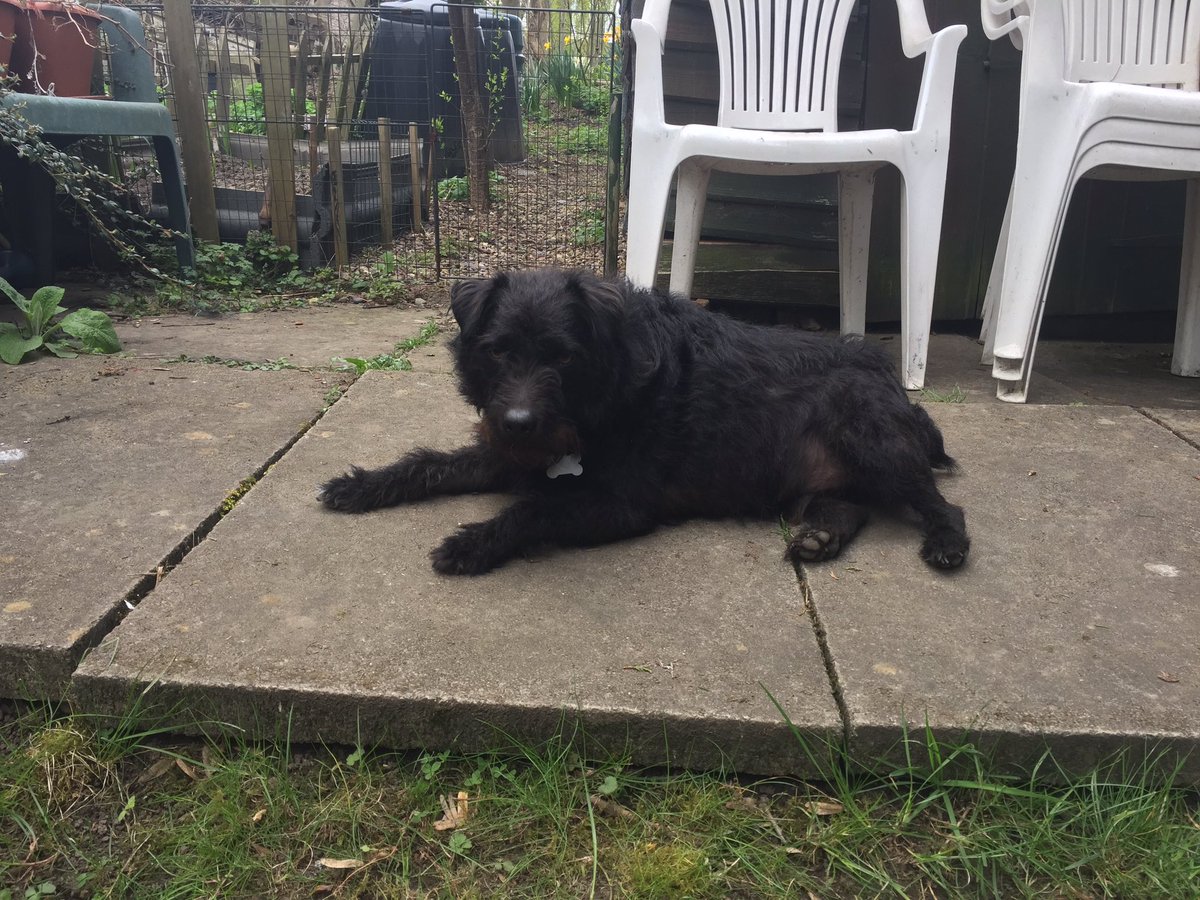 Baxter_Boo_'s tweet image. Chilling with my human up the garden x