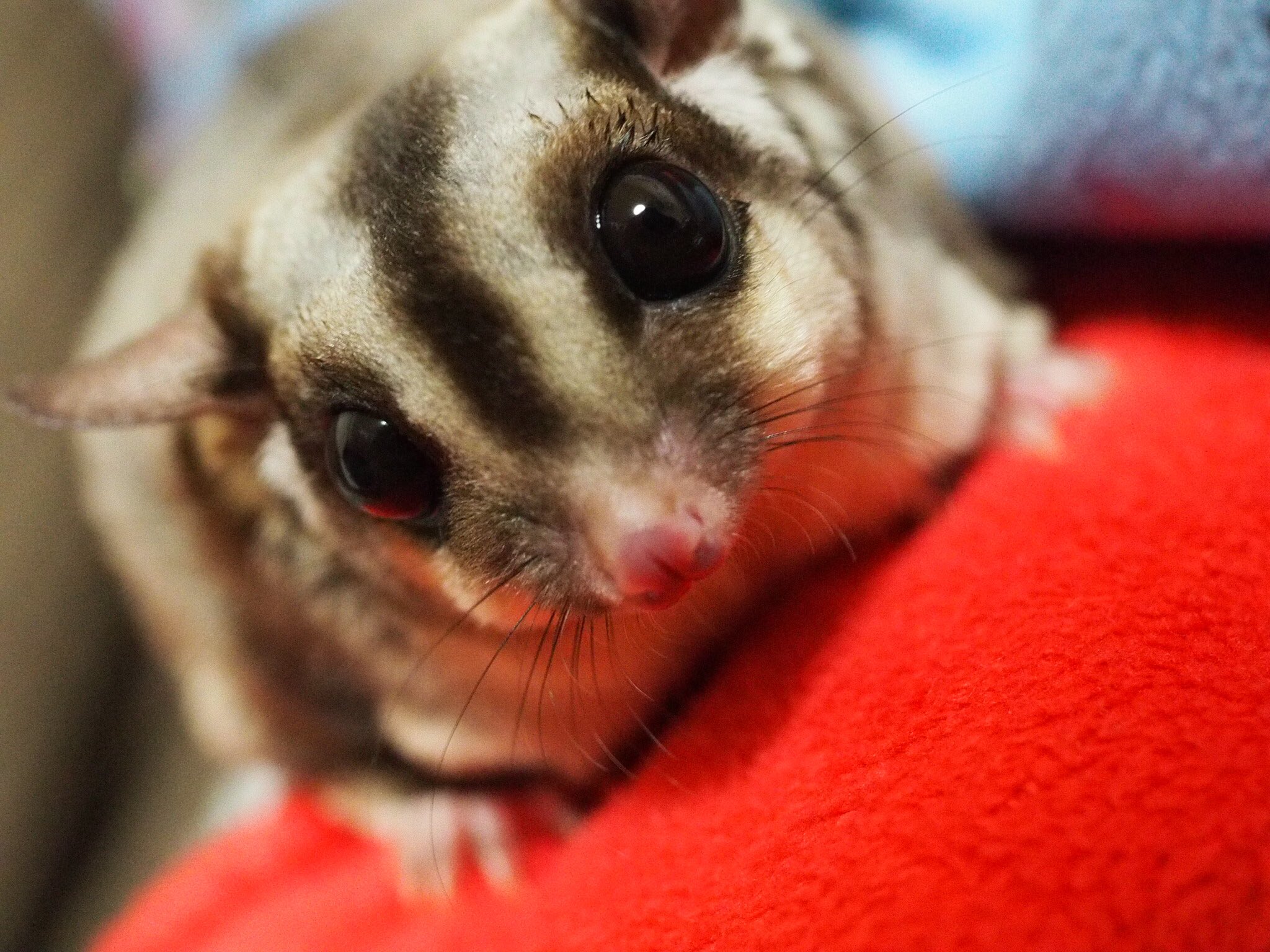 よしえもん 動物垢 Twitter પર 久しぶりに高画質おデブ投下 フクロモモンガ フクモモ モモンガ 小動物 よしえもん 動物垢 Twitter પર 久しぶりに高画質おデブ投下 フクロモモンガ フクモモ モモンガ 小動物