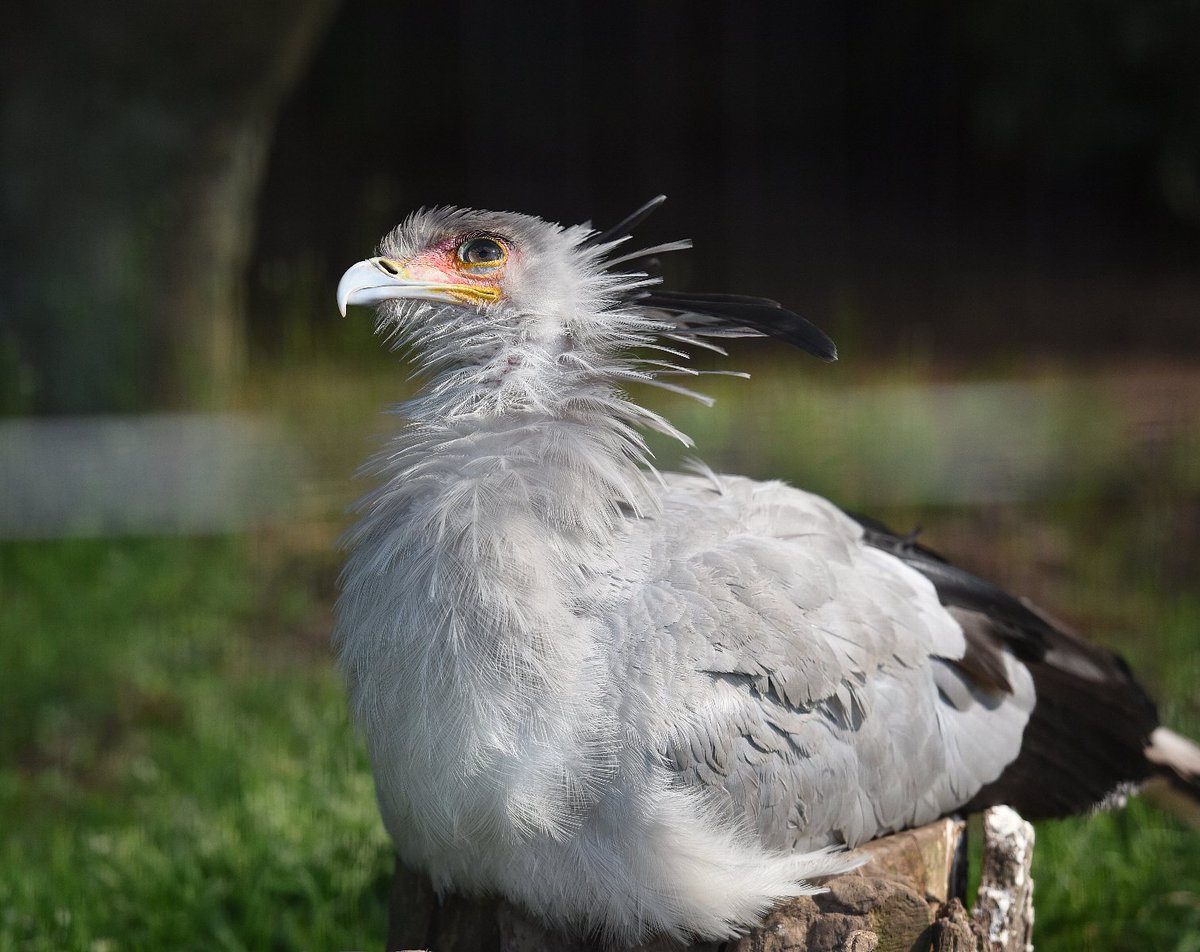 上野動物公園には魅力的な生き物がいっぱい。なかでもヘビクイワシはもっと人気が出てもいいと思うのは私だけでしょうか。かっこいいのにあんまり注目されてないのが切ない・・・  ＃上野動物園 ＃ヘビクイワシ, image size:1200x952