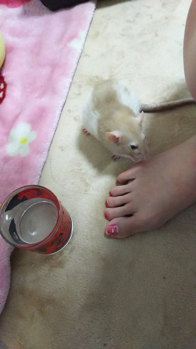 Akarii در توییتر うちにきて一週間たったうさぎ ネザーランドドワーフ ラットのついでに健診にいってきた おしりにかさぶた あり なんかの病気の疑いなので また行くことになった なんだか忘れた 鼻の頭もかさぶた出てくる可能性がある病気 そしてうさぎ家を