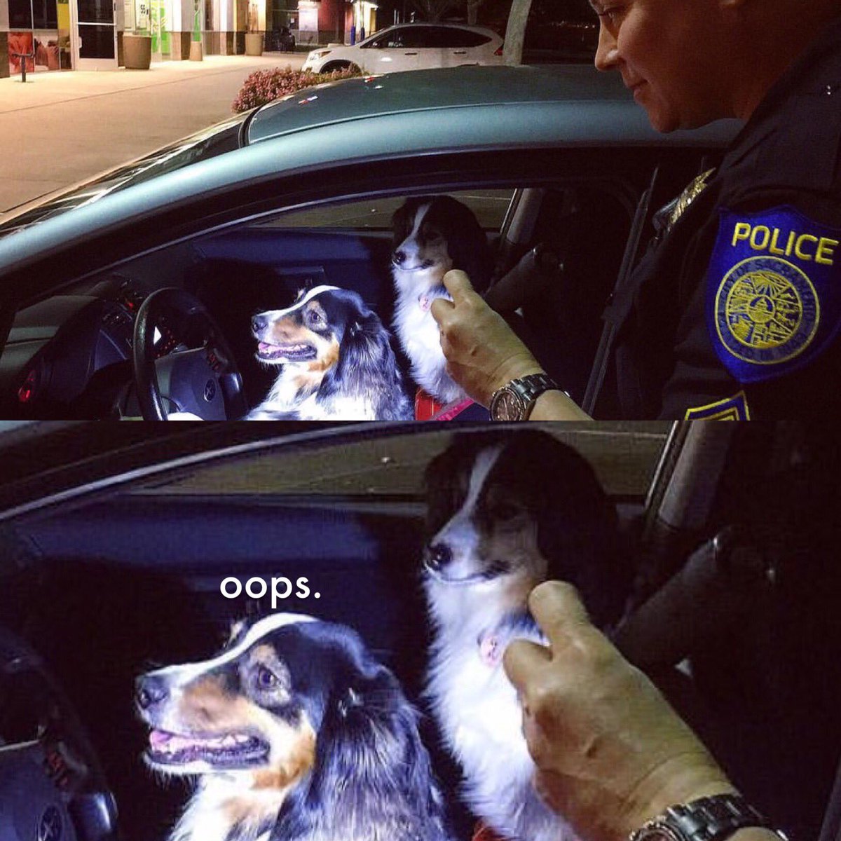 barkbox's tweet photo. When the cop says your taillight's out but you already admitted to running a red light when she asked if you know why she pulled you over https://t.co/hdWWUoYcx2