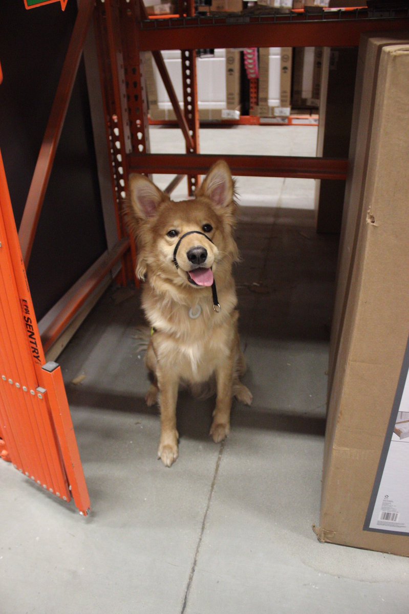 milodamutt's tweet photo. Happy pup at Home Depot! https://t.co/PAGFkQ2Juh