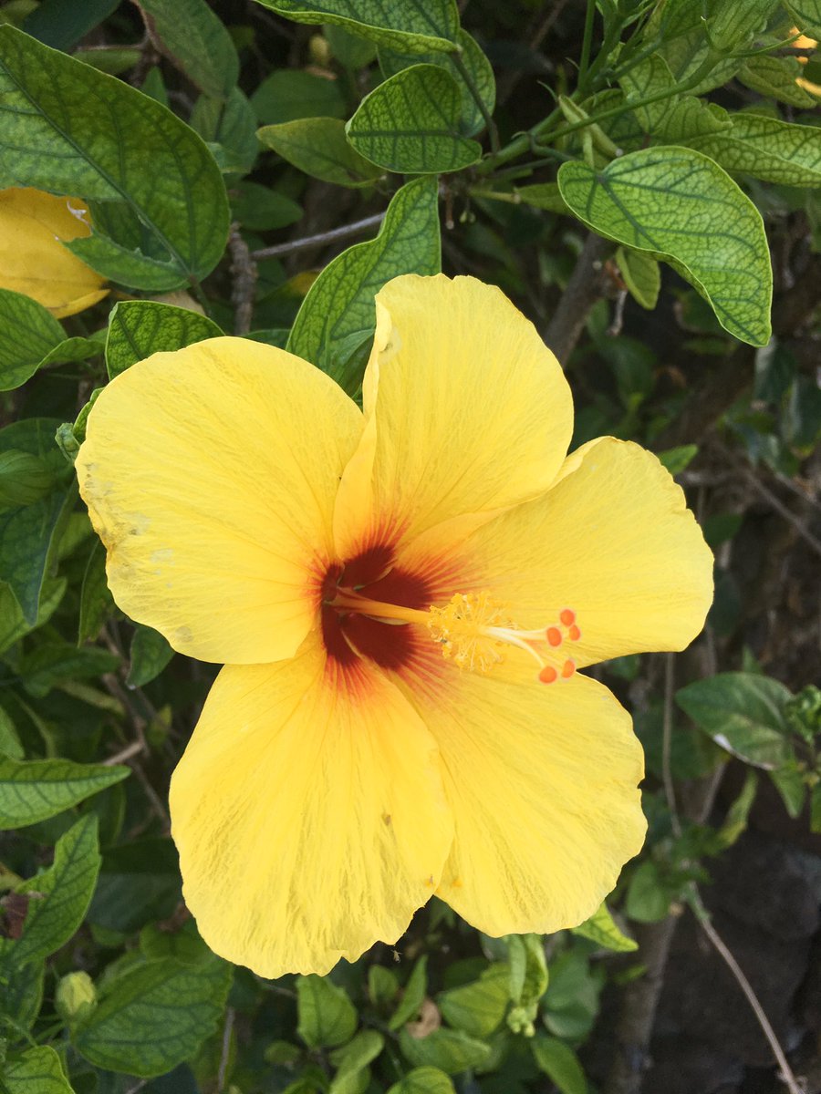 cole_uhlig's tweet photo. Everything about it is breathtaking. I'll be back soon, Hawaii 💧🌎 https://t.co/o30GK0AHCW
