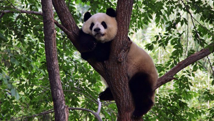China plans massive reserve for giant pandas bit.ly/2oxkAZV https://t.co/bseuNRetzK