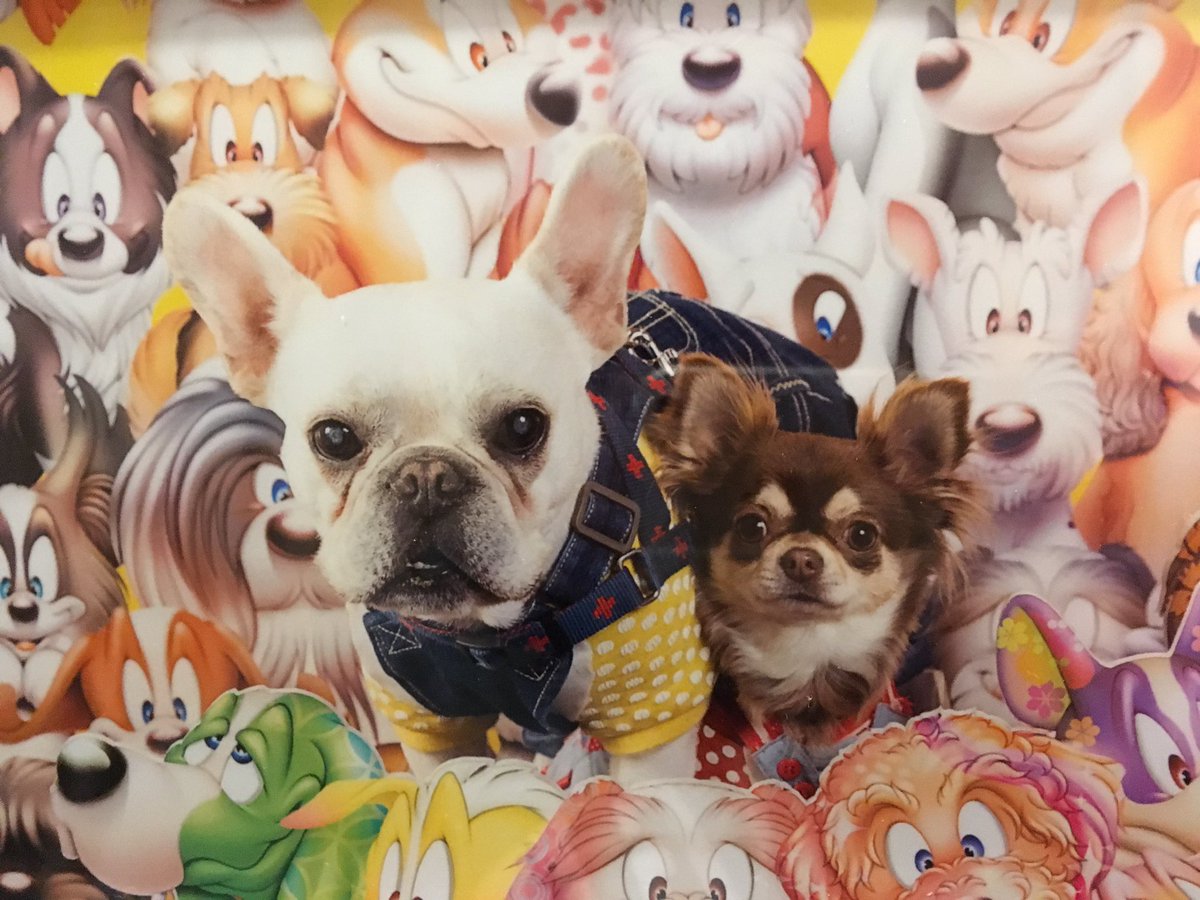 BonReggae's tweet photo. インターペット2017行って来ました🐶毎年恒例！とっても楽しかったね💓💸
#インターペット2017 #インターペット#東京ビックサイト#フレンチブルドック #フレブル #もち丸 #きな子 #楽しい思い出 https://t.co/uC0fPUIqDy