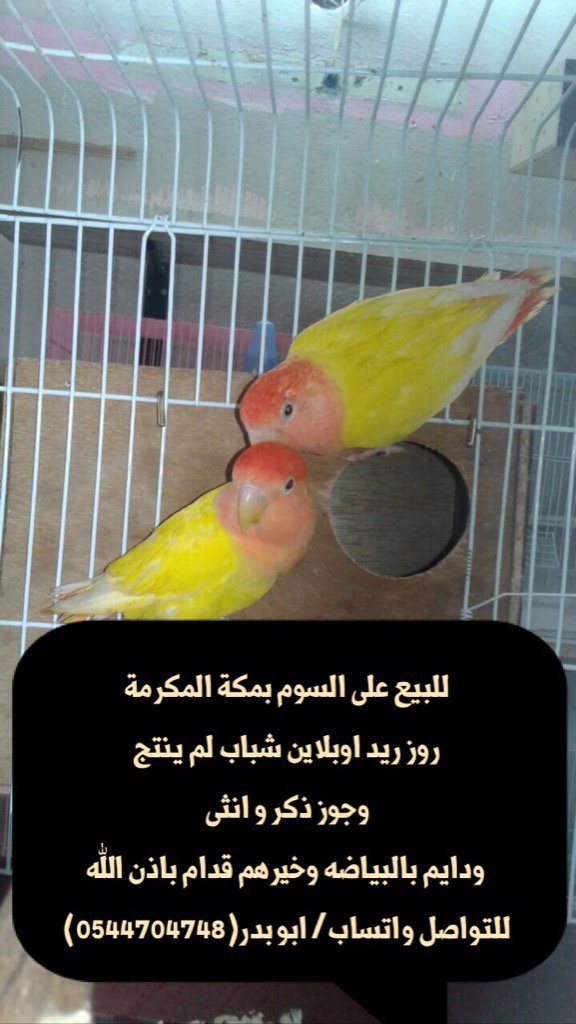 BahiHob's tweet photo. للبيع على السوم بمكة المكرمة
روز ريد اوبلاين شباب لم ينتج
وجوز ذكر و انثى
للتواصل واتساب/ ابو بدر(0544704748) https://t.co/E53jiJ2uUb