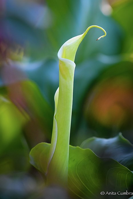 New artwork for sale! - "Anticipation" - fineartamerica.com/featured/antic… <a href="/fineartamerica/">Fine Art America</a>