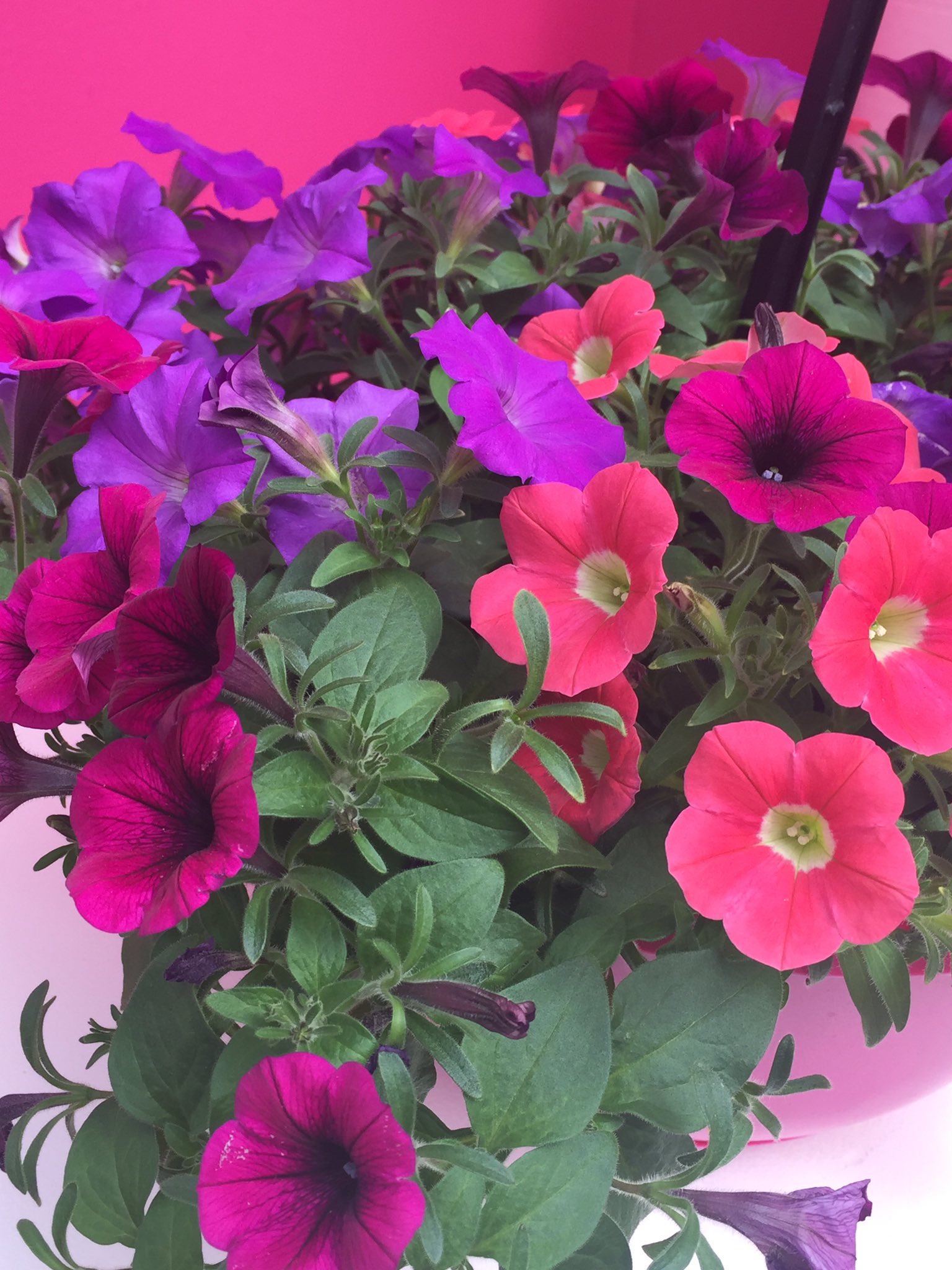 Wave Petunias on Twitter: "We know you love to mix your Wave colors