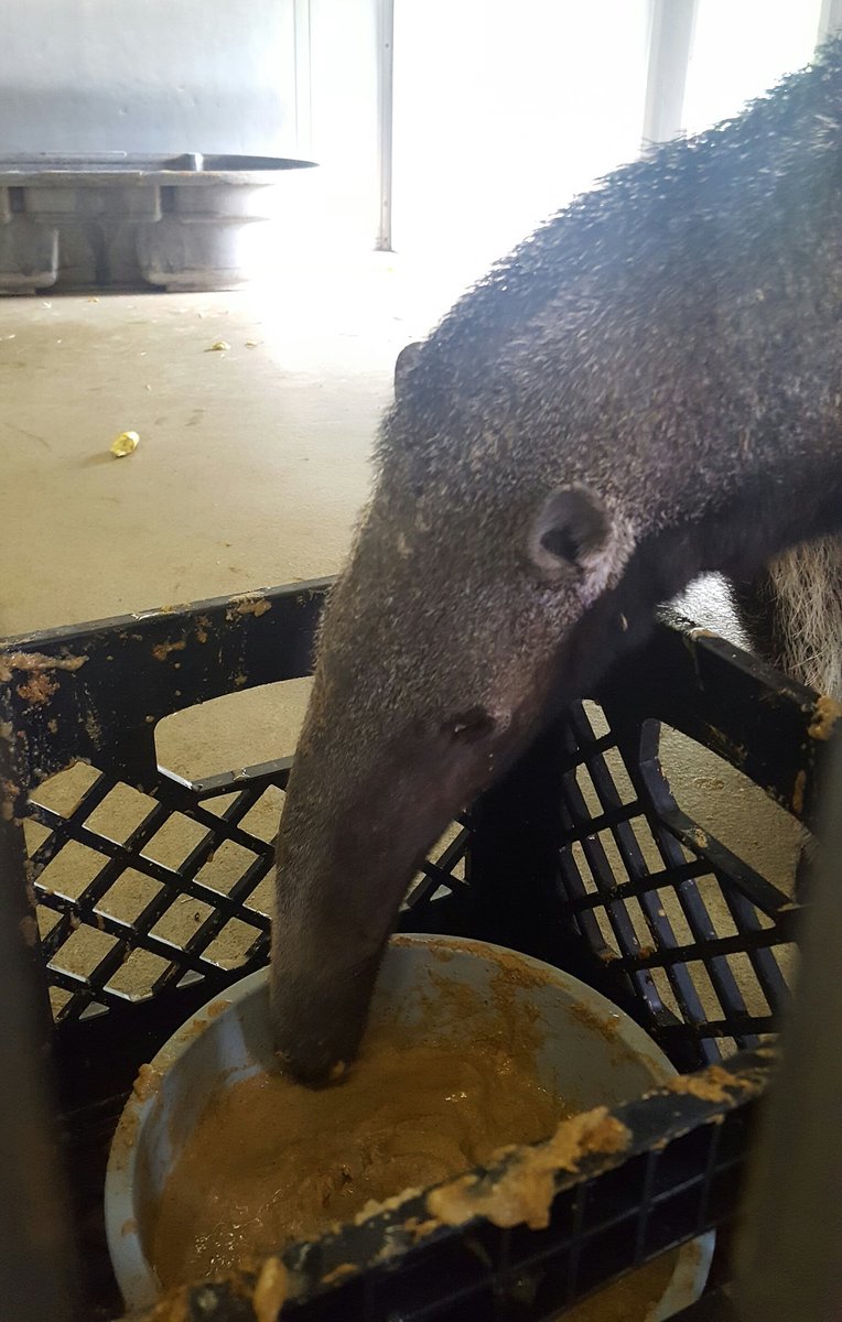 BlueRidgePetDr's tweet photo. #blueridgeanimalhospital visits the #nashvillezoo during the #aahaconference learning about the #giantanteater https://t.co/n8Fux5tByB