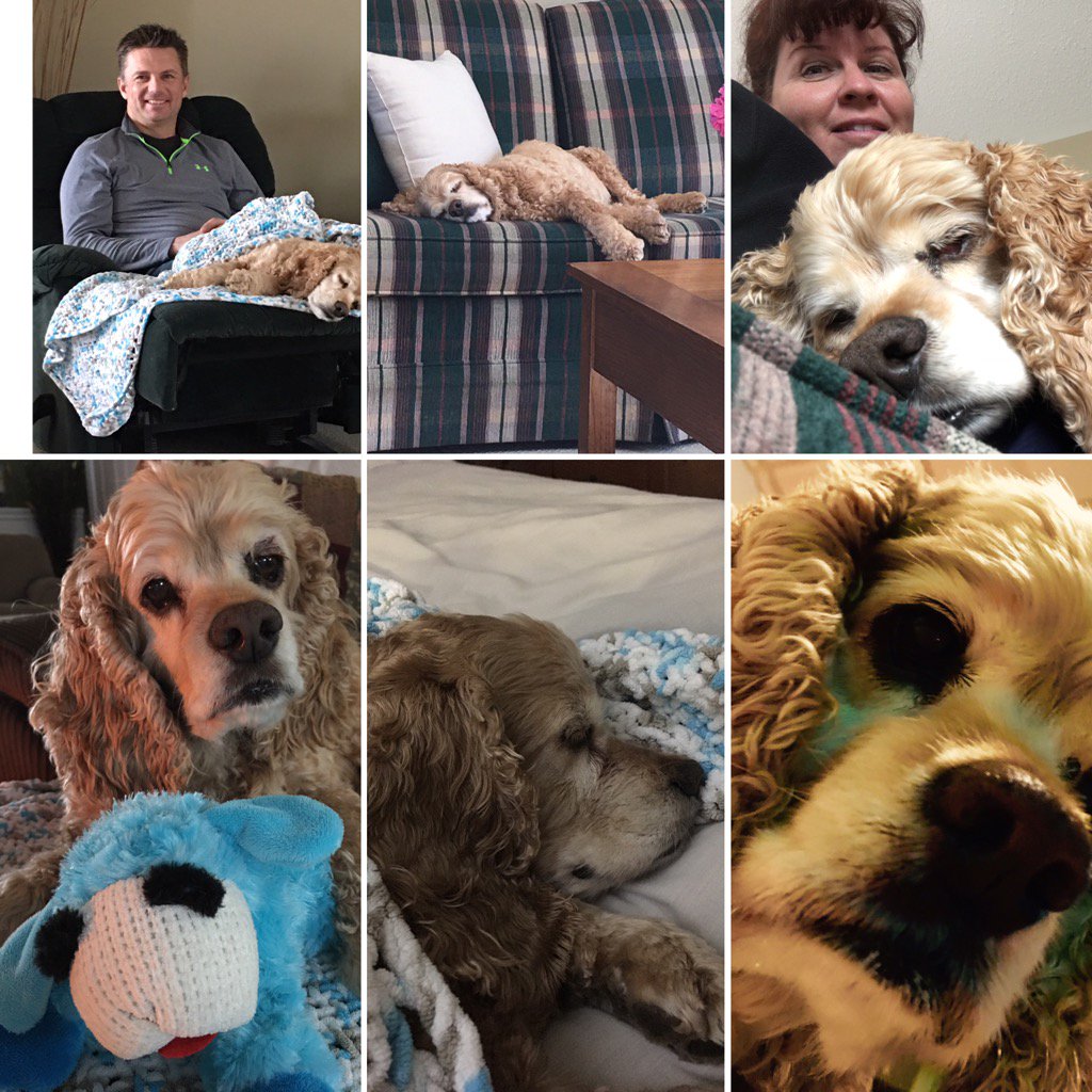 WicketsWebWorld's tweet photo. My favorite furry weekend buddy!! #cuddlebug #walkrestrepeat https://t.co/po0iMJRJYX