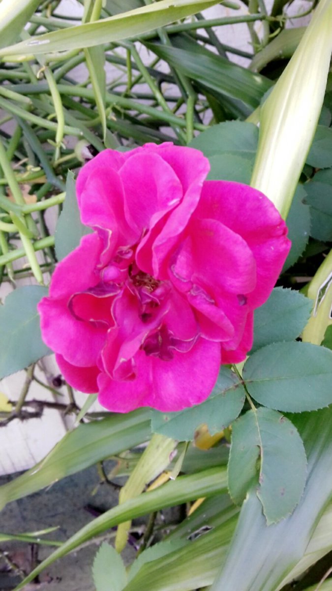 Mayy_Rodrigues1's tweet photo. Xonei nessa foto <3 https://t.co/gul0PgXe5X