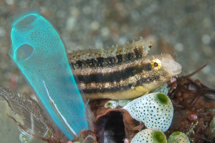 La morsure venimeuse de ces poissons fait l’effet d’un shoot d’héroïne buff.ly/2ouBo46