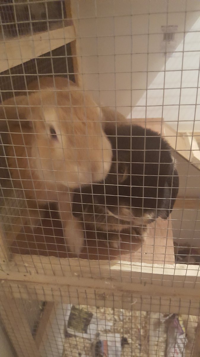 xannmarie90x's tweet photo. @HeartBingo #primetimechat evening guys from ravven, floppy and buttons, cheeky monkeys have cost me several computer mouses lol https://t.co/DZMB49mLOh