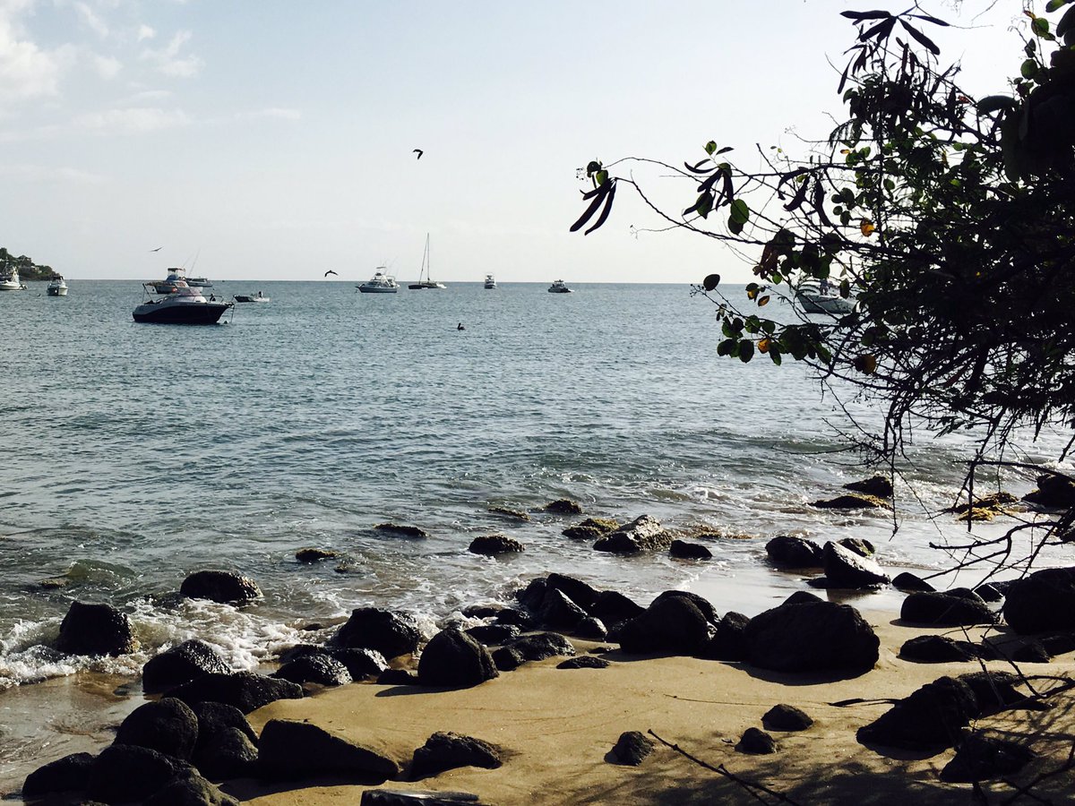 NevisBlues's tweet photo. Pelicans fishing at Oualie Beach. Another afternoon in paradise. https://t.co/tncNSWCvba