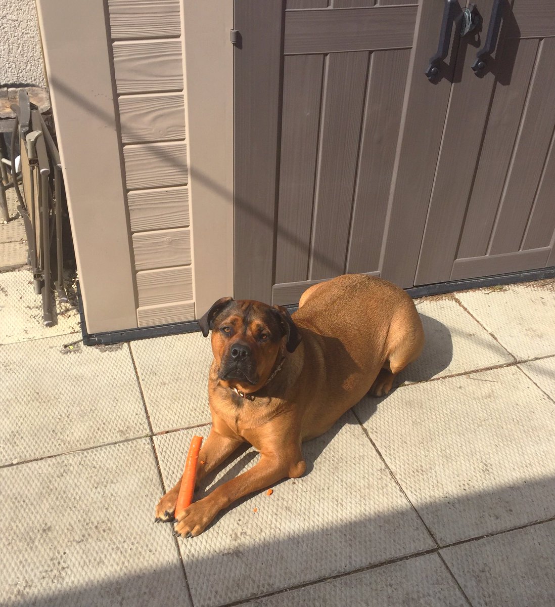 da_zori's tweet photo. I friggin love carrots 🥕 #mastiffs #love #corrots #SundayMorning https://t.co/zdsGgIbHjp