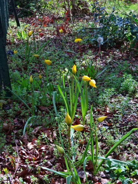 Litter picks done and bulb planting from Xmas now paying off! #loveyourcommunity #thedeal <a href="/WiganCouncil/">Wigan Council</a> @CllrJoP