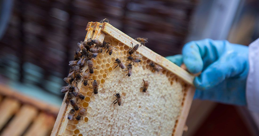 Vetitude's tweet photo. #Leadbees : un concept ingénieux qui va permettre aux #apiculteurs de prendre soin de leurs #abeilles https://t.co/giglzBjooQ https://t.co/8lC7sVVBn9