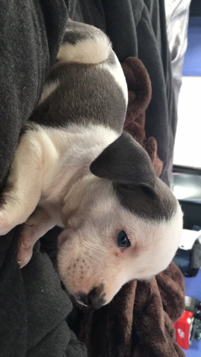 anzzzzx's tweet photo. Didn't plan on loving another dog so quick but best surprise ever ♥️♥️♥️ meet Brixx 💰#longlivekilo 🖤 https://t.co/QXjqZMS4Mh