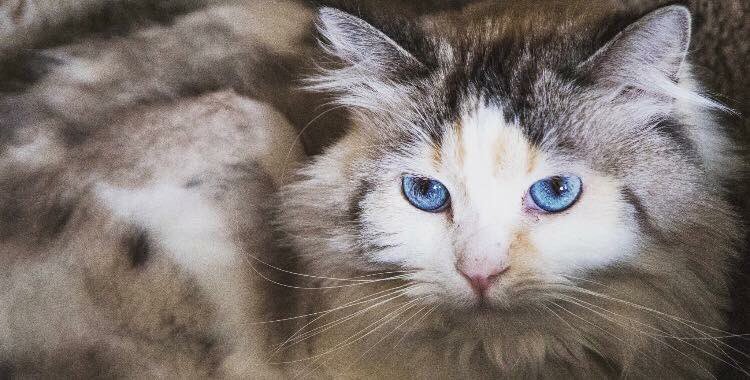 MEOWFoundation's tweet image. It's shy cat Sunday! This ridiculously good-looking Ragdoll-cross is looking for a #YYC family to call her own 💜bit.ly/2ntxWVA