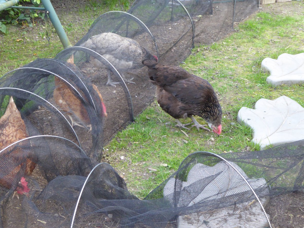 HamiltonsHens's tweet photo. I turnedβ my back for a minute and Batman escaped! Luckily she did a guilty squat so I could pick her up. #Batman #Escape #BatmanTheChicken https://t.co/pkgFSmn0bC