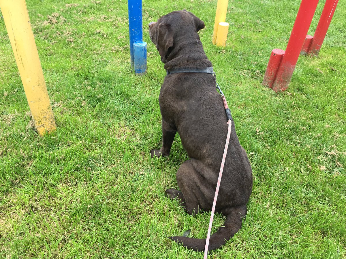 Ruby_Choc_lab tweet picture