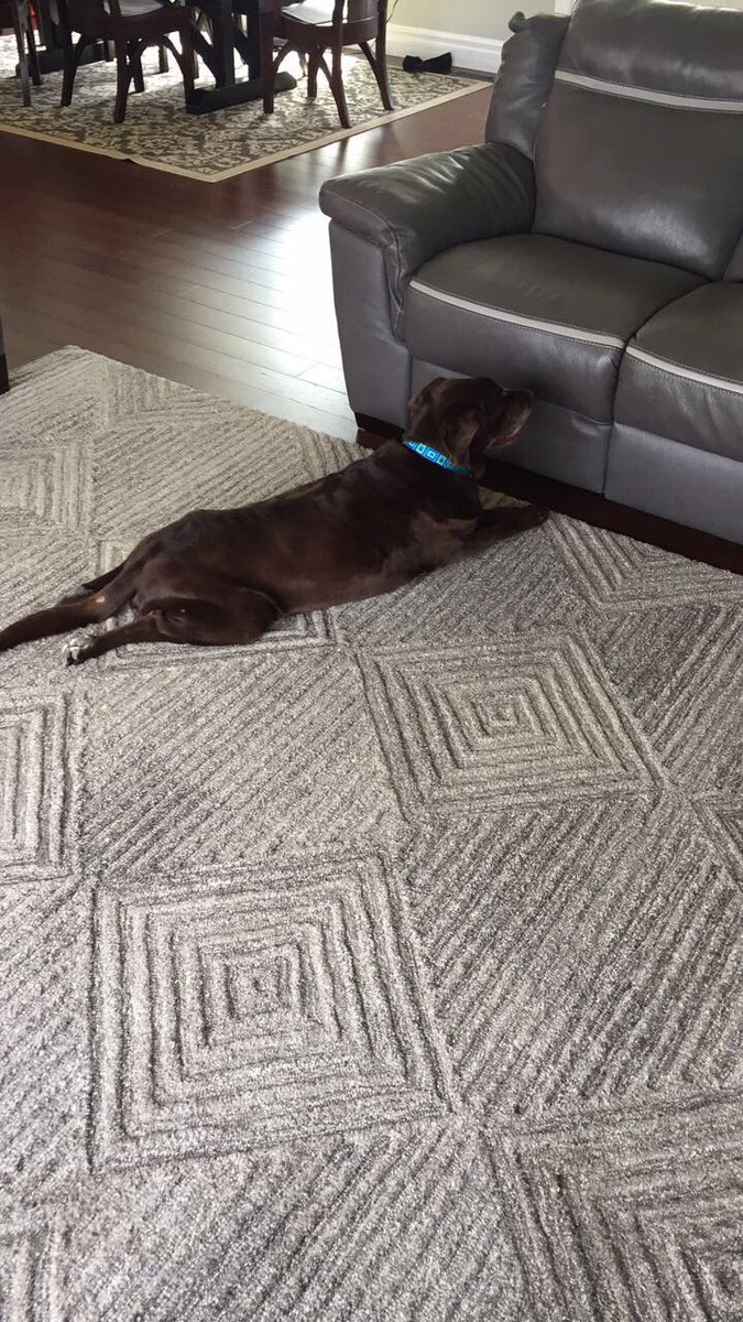 GumbyAlex's tweet photo. Even tho she's blind, she still loves watching squirrels in the yard🐿😂 https://t.co/oplOMskJ2S