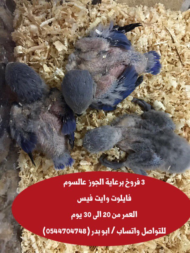BahiHob's tweet photo. 3 فروخ برعاية الجوز  عالسوم
فايلوت وايت فيس 
العمر من 20 الى 30 يوم
للتواصل واتساب / ابو بدر (0544704748) https://t.co/1Qp0eTos9O