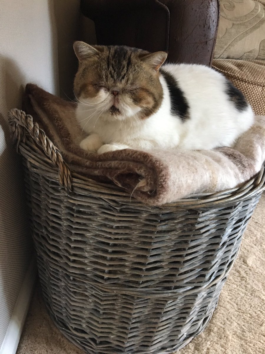 Goober_Squeaker's tweet photo. #Sunday #catnapping in my new favourite place 🐱💤 #CatsOfTwitter #cats #catface #catlove #smooshface #kittycat #exóticshorthair 🐾🐾 https://t.co/NjM0EPkt3G