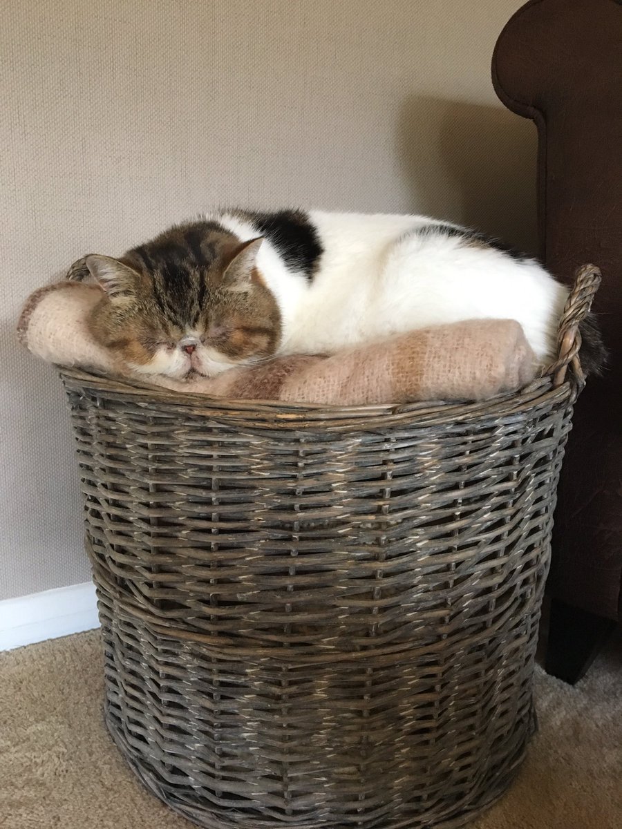 #Sunday #catnapping in my new favourite place 🐱💤 #CatsOfTwitter #cats #catface #catlove #smooshface #kittycat #exóticshorthair 🐾🐾