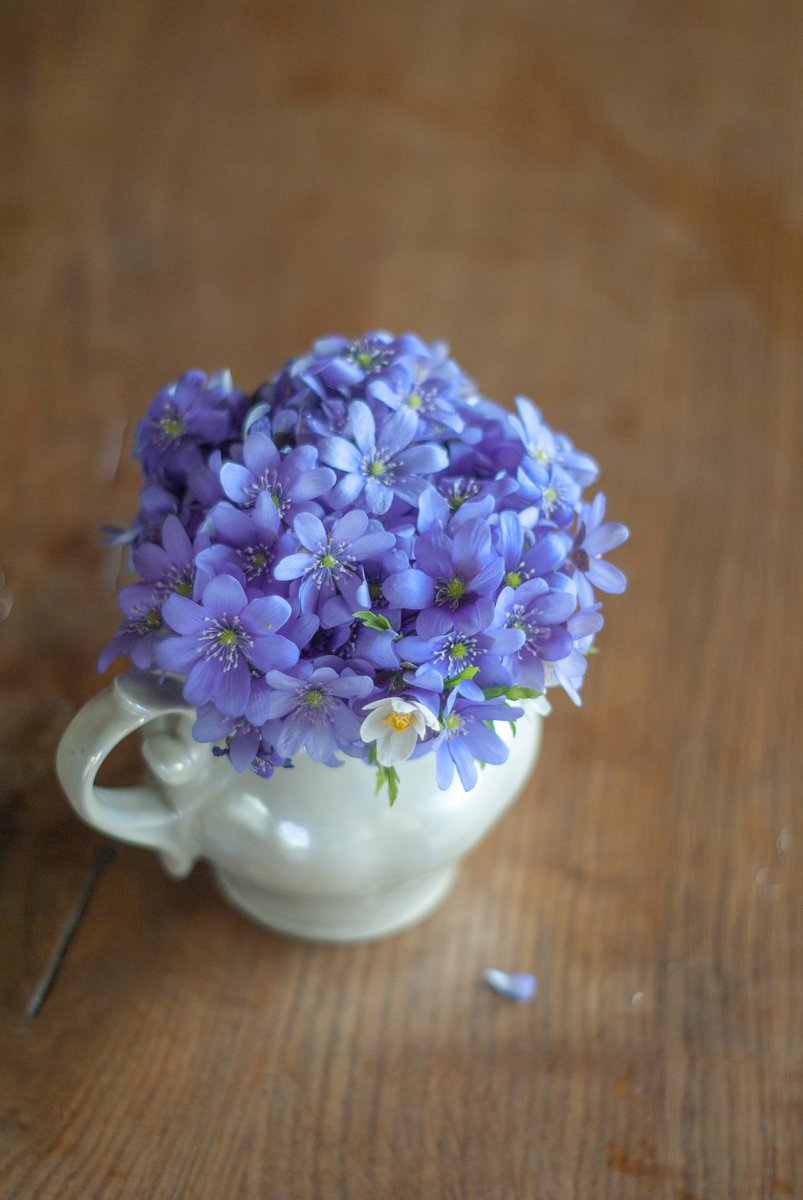 neringaruke's tweet image. Violets are blue ♥♥♥
#blossom #blossom2017 #flower #spring #bloom #beauty #NaturePhotography #Countryside #violets #bucket #love #life #good