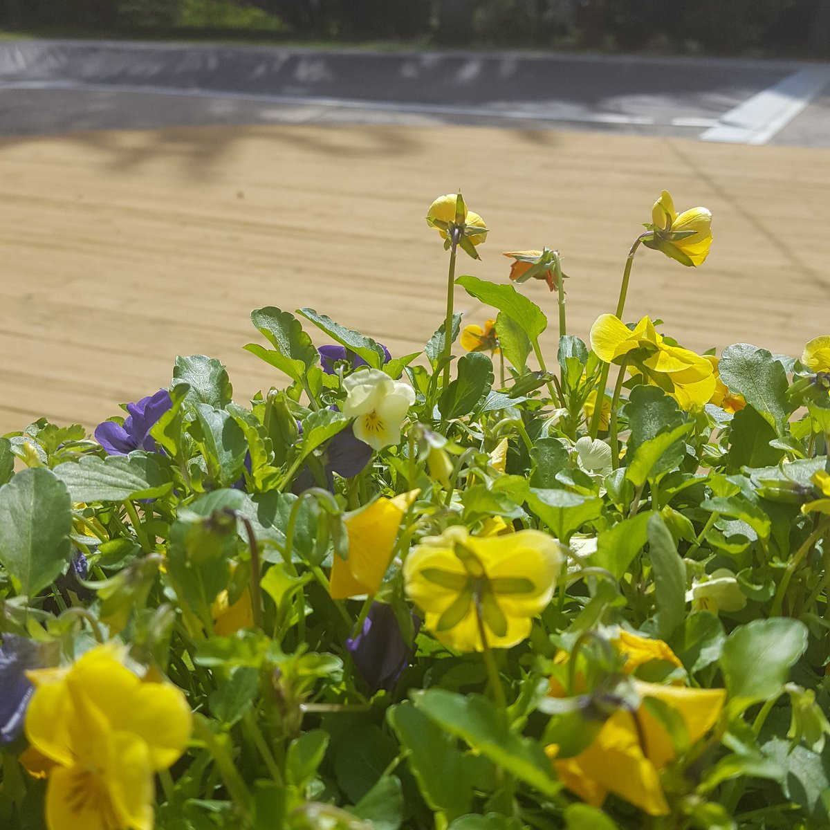 EastOfKeystone's tweet image. Wont be long now... #realestate #openhouse #openpool