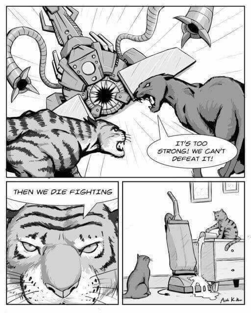 MichaelDAClarke's tweet photo. #Cats https://t.co/jXxKngLoCR