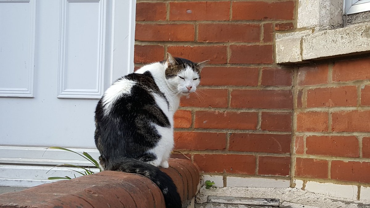 GlosCats's tweet photo. This is the cat with the loving nickname "Chairman Meow" (not mine). https://t.co/IaMSxl2X8O