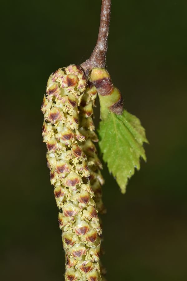 hsauquet_bgsyd's tweet photo. #discoverplants of the day: Betula pendula (#Betulaceae), @u_psud campus, Orsay, France #Fagales #SpringInOrsay #UPSudNativeFlora https://t.co/jvNXlWmvAE