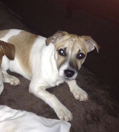 GertyBester's tweet photo. Anyone at @Kyalami_Circuit seen this dog? He got out from Woodlands Estate. #bbqdowns #sunninghill @BBQDowns @annettedeppe @sunninghillnews https://t.co/7C4NybRjgS