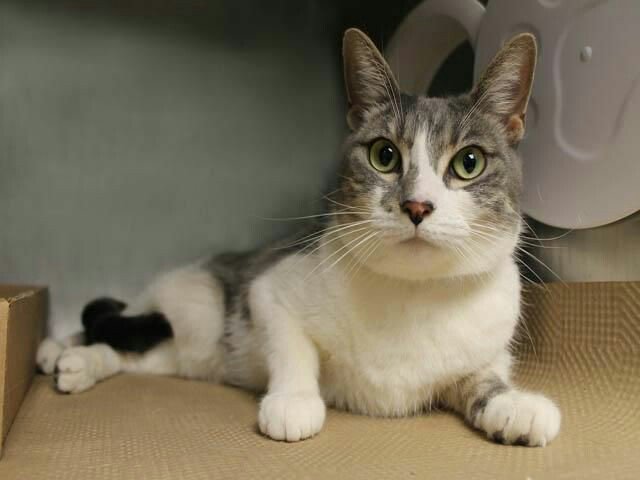 NYCDEATHROWCATS's tweet photo. NEW PICTURES!! BELLA - A0949952 - NEW PHOTO  **RETURN** ...

Follow me here for more info and status updates: https://t.co/A6mXWuHTBN https://t.co/mTQXWqni8R