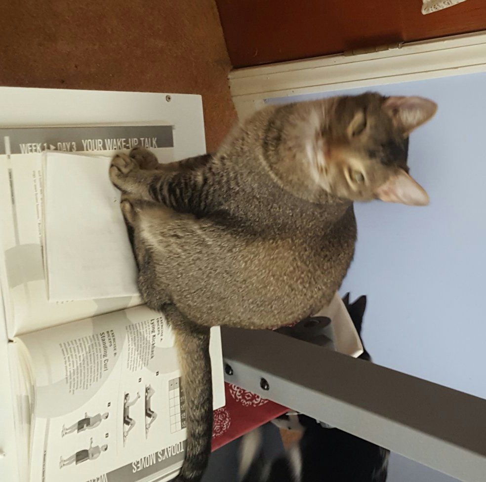 harklynn's tweet photo. @TreasuryMog Calli from Atlanta #sleeksunday https://t.co/Wcd1dJ61lY