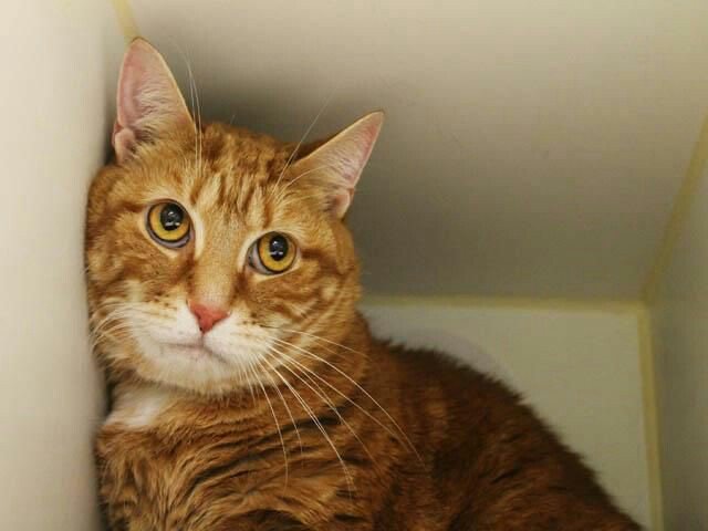 NYCDEATHROWCATS's tweet photo. NEW PICTURES!! AGATHA - A1105797 - NEW PHOTO –  5 ...

Follow me here for more info and status updates: https://t.co/LWvXxIAxVr https://t.co/h9E1GvJf2L