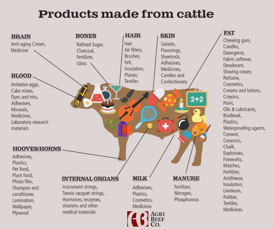 ArizonaBeef's tweet photo. DYK: Beef is more than beef? Cattle contibute more than just delicious beef. #Byproducts https://t.co/GdA3Pb5YRz https://t.co/evFqV0vHAZ