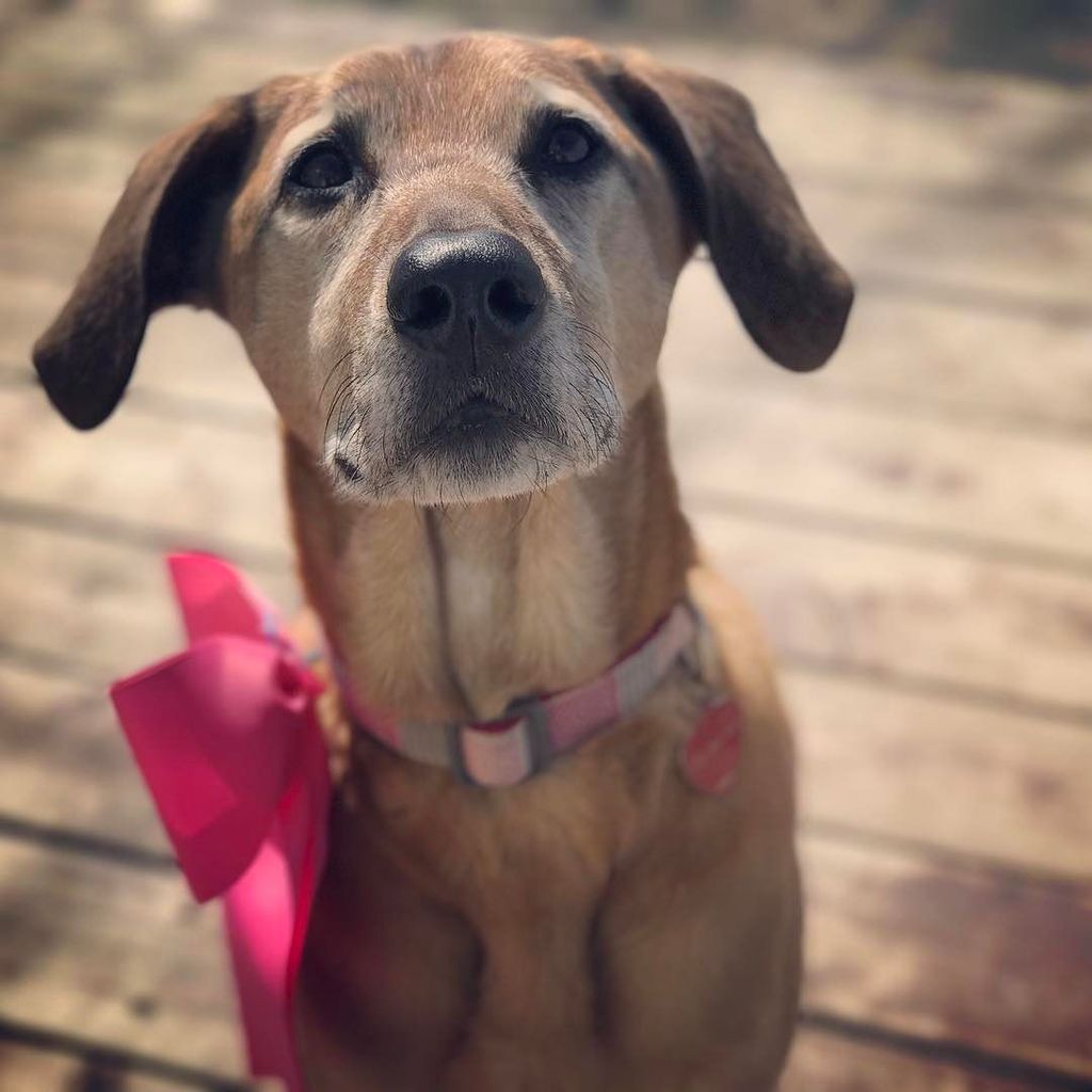 SarahHauer's tweet photo. Not pictured In this shot of Nala in her birthday bow: a potato chip reward. #dog #dogs #dogsofinsta #dogsofinstgr… https://t.co/GsJTHzdEnP https://t.co/2qz5YelemE